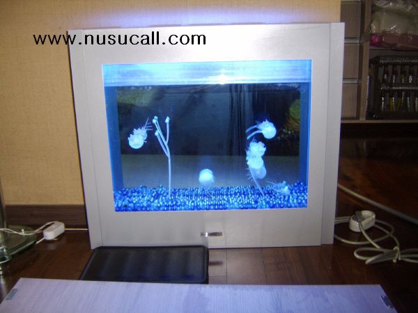 인조 해파리 옆에서 마루는???? 